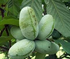 Asimina Fruit Seeds - Rare and Nutritious Fruit for Your Garden 100 Pcs pcs