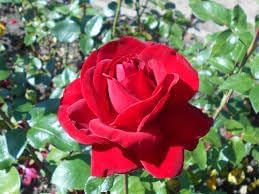 Canine Rose Flower Seeds for Planting – Heirloom, Non-GMO Seeds for Garden Blooms - Rose for planting in home garden