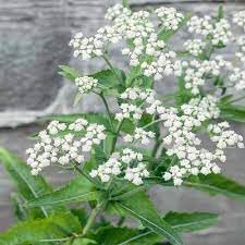 Heirloom Non-GMO Eupatorium Flower Seeds for Planting – Pollinator-Friendly Perennial Blooms