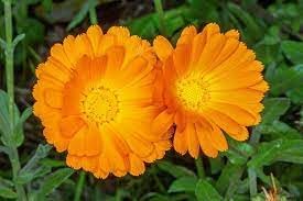 Calendula Officinalis Flower Seeds, Heirloom, Non-GMO Seeds for Planting for planting in your garden.