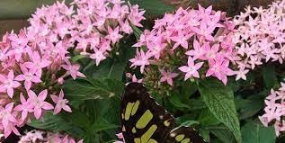 Penta Seeds for Planting – Organic, Heirloom, Non-GMO Flower Seeds