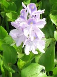 Mixed Color Flower Seeds for Planting - 100 pcs