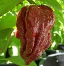 Moruga Scorpion Pepper Vegetable Seeds for Planting - 100 Pcs pcs