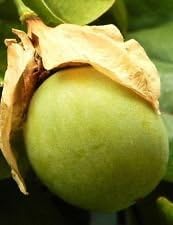 Green Passiflora Maliformis Fruit Seeds for Planting – 10 Seeds 100 Pcs pcs