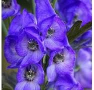 Aconite Flower Seeds for Planting - 100 pcs seeds for planting in home garden