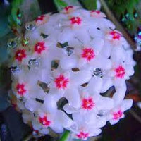 Hoya Flower Seeds Heirloom Non GMO Planting - 100 pcs for planting in home garden