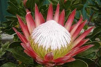 Heirloom Non-GMO Cynaroides Flower Seeds for Bold Garden Displays and Outdoor Planting
