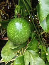 Passiflora Edulis Passion Fruit Seeds for Planting - Green Variety, For Tropical Gardens, Heirloom Seeds