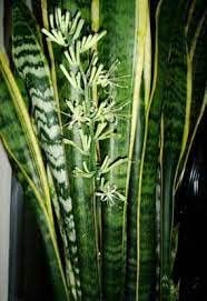 Organic Sansevieria Plant Seeds for Planting ƒ?? Heirloom, Non-GMO
