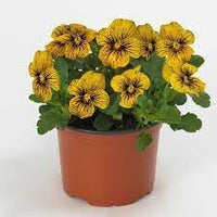 Tiger Eye Flower Seeds – Heirloom Non-GMO Striking Blooms for Bold Garden Planting