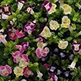 Mix Fournieri Flower Seeds for Planting - 100 pcs seeds for planting in home garden