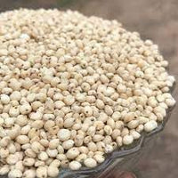 White Proso Millet Seeds for Planting - NON GMO Seeds