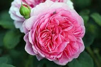 Damask Rose Bush Seeds for Planting â€“ Heirloom, Non-GMO Flower Seeds for Gardens
