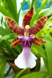 Orchid Flower Seeds for Planting ,Heirloom Seeds -100 pcs - Flower for planting in home garden