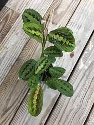 Maranta Leuconeura Plant Seeds - 100 pcs for planting in your garden.