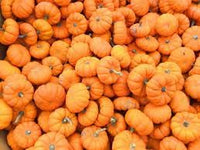 Pumpkin Fruit Seeds for Growing Hearty and Nutrient-Dense Pumpkins 100 Pcs pcs