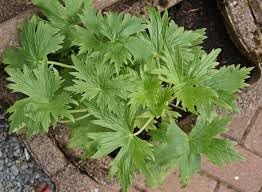 Coral Bells Heuchera Plant Seeds for Garden Planting - Heirloom, NON-GMO Seeds for Vibrant Blooms for planting in home garden