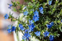 Heirloom Non-GMO Lithodora Flower Seeds for Planting – Vibrant Blue Blooms for Rock Gardens - Non-GMO for planting in home garden