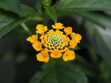 Verbena (Verbena scientific name) for planting in garden