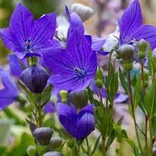 Heirloom Non-GMO Balloon Goluboy Flower Seeds – Rare Blue Perennial Flower Seeds
