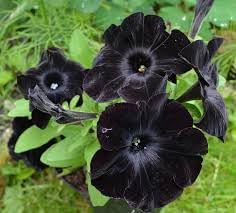 Mandevilla Flower Seeds for Planting - NON GMO Seeds