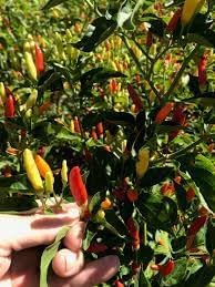 Hot pepper Capsicum annuum seeds for planting in home garden