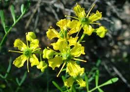 Ruta Graveolens Flower Seeds Heirloom Non GMO Planting - 100 pcs