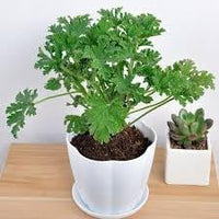 Citronella Plant Seeds for Planting - NON GMO Seeds