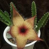 Stapelia Pulchella Succulent Plant Seeds for Planting - NON GMO Seeds
