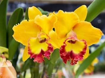 Yellow Red Cattleya Flower Seeds for Planting - 100 pcs seeds for planting in home garden