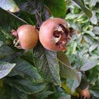 Medlar Fruit Seeds for Growing Unique and Tangy Medlar Trees 100 Pcs pcs