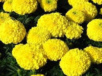 Chrysanthemum Marigold Flower Seeds for Planting 100 pcs -Hierloom Flower Seeds - Marigold for planting in home garden