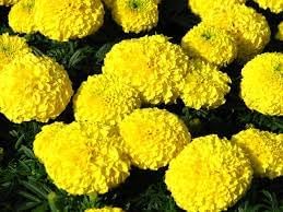 Chrysanthemum Marigold Flower Seeds for Planting 100 pcs -Hierloom Flower Seeds - Marigold for planting in home garden