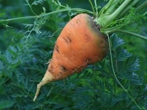 Oxheart Carrot Seeds for Planting - Heirloom & Non-GMO Seeds for Home Garden