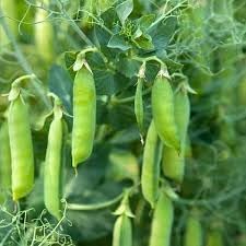 Pea Seeds for Planting, 100 Pcs pcs