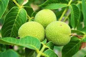 Walnut Fruit Seeds for Growing Nut-Bearing Walnut Trees 100 Pcs pcs