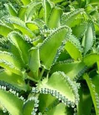 Organic Kalanchoe Plant Seeds for Planting – Heirloom, Non-GMO