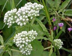 Heirloom Non-GMO Eupatorium Flower Seeds for Planting – Pollinator-Friendly Perennial Blooms - Non-GMO for planting in home garden