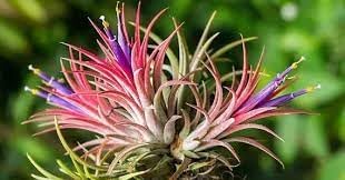 Bromeliad Tillandsia Plant Seeds for Planting - 100 pcs for planting in your garden.