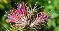 Bromeliad Tillandsia Plant Seeds for Planting - 100 pcs for planting in your garden.