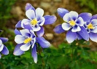 Columbine Flower Seeds Heirloom Non GMO Planting - 100 pcs