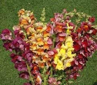 Heirloom Antirrhinum Majus Flower Seeds, Non-GMO, Snapdragon Blooms for Garden Borders