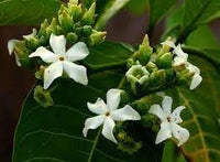 Voacanga Flower Seeds for Planting â€“ NON GMO Seeds for planting in home garden