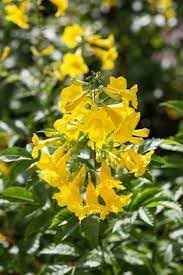 Heirloom Esperanza Flower Seeds for Garden Planting, Non-GMO, Yellow Trumpet Blooms for Borders - Esperanza for planting in home garden