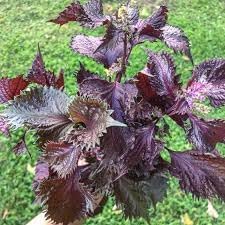 Perilla Vegetable Seeds for Planting - 100 Pcs pcs