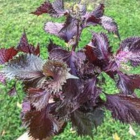 Perilla Vegetable Seeds for Planting - 100 Pcs pcs
