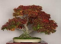 Heirloom Non-GMO Chocolate Azalea Flower Seeds for Planting – Unique Ornamental Shrub Seeds