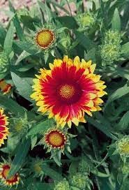 Flower (Flower scientific name) for planting in garden