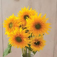 Heirloom Burst Sunflower Seeds – Non-GMO Vegetable Seeds for Planting
