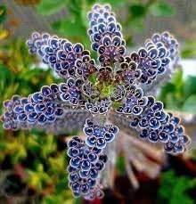 Daigremontiana Plant Seeds Heirloom Non GMO Planting - 100 pcs for planting in home garden